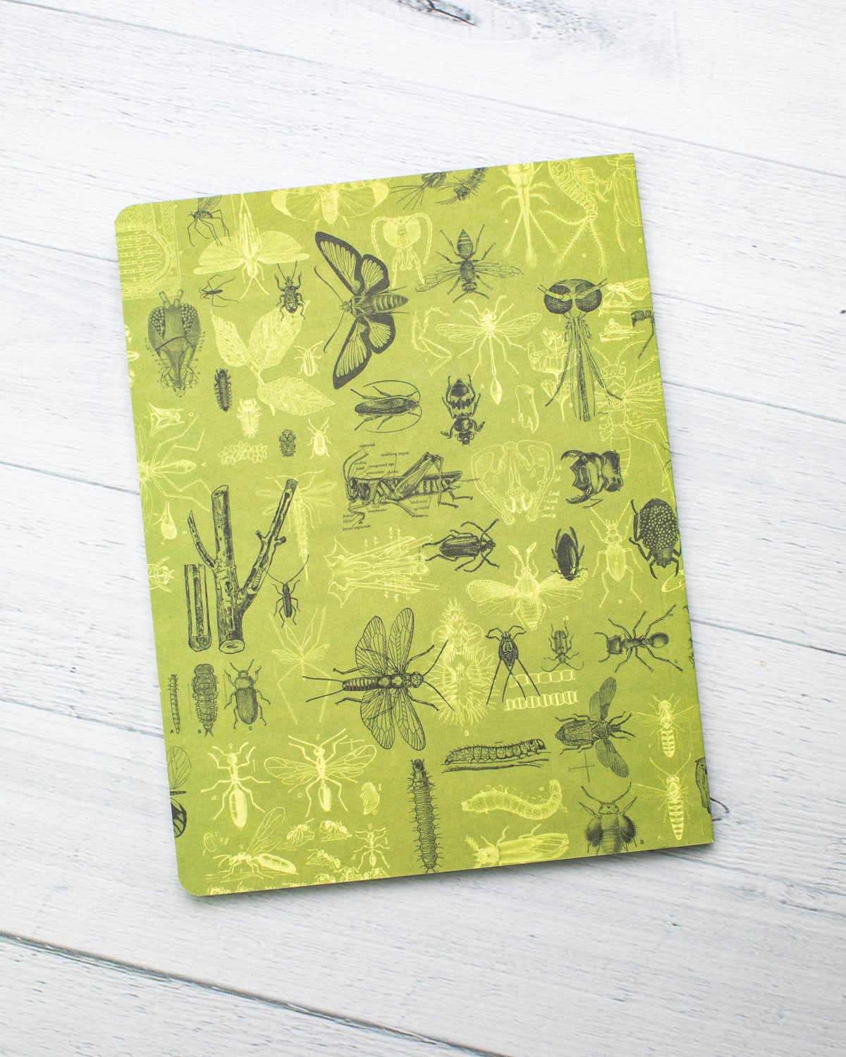 Insects Butterflies & Beetles Softcover Notebook - Lined