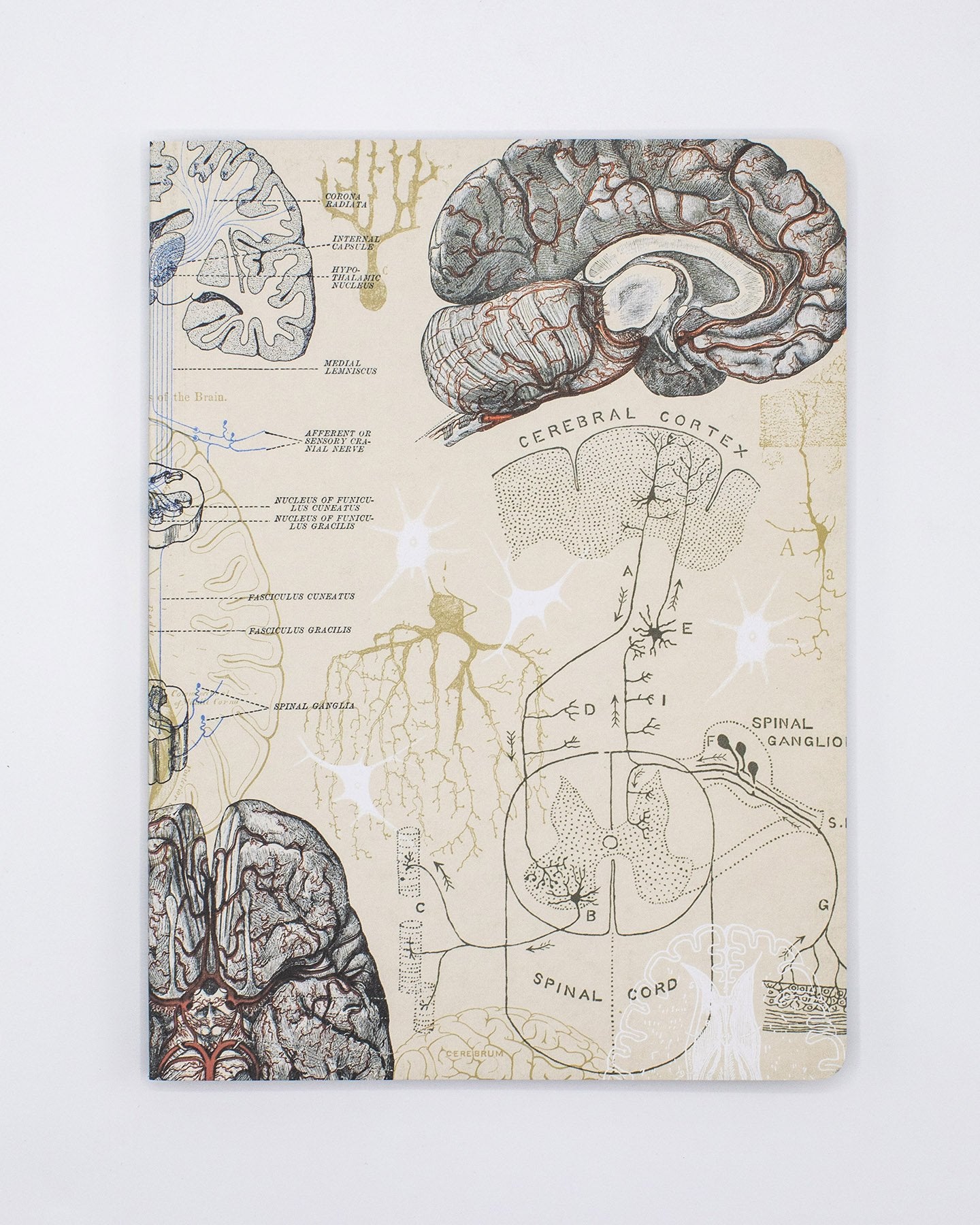 Brain & Neuroscience Softcover Notebook - Lined