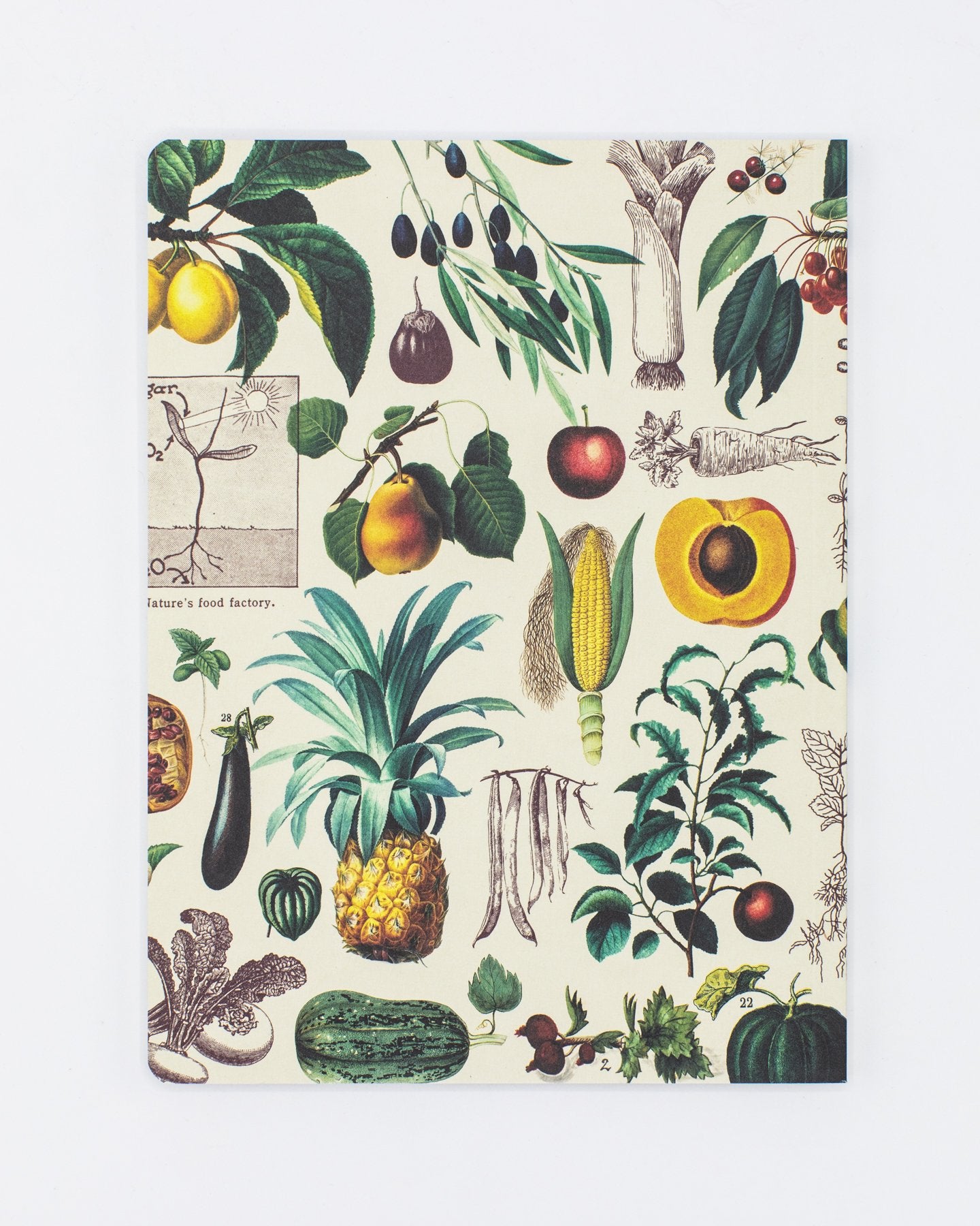 Fruits & Vegetables Softcover Notebook - Dot Grid