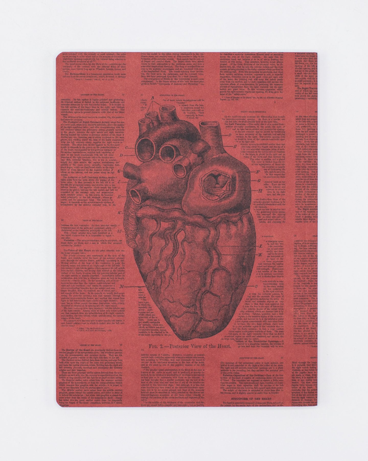 Anatomisches Herz Softcover - Gefüttert