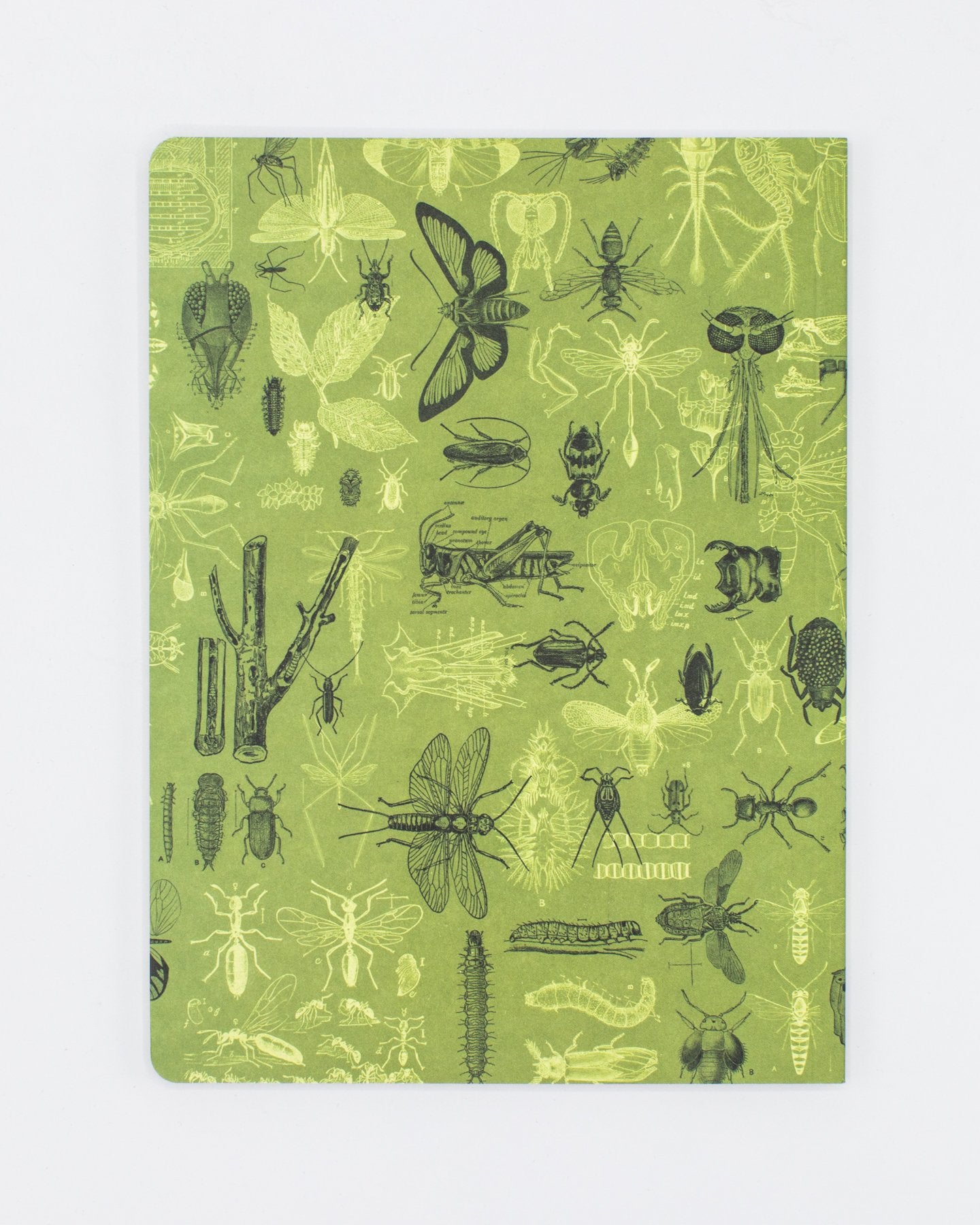 Insects Butterflies & Beetles Softcover Notebook - Lined
