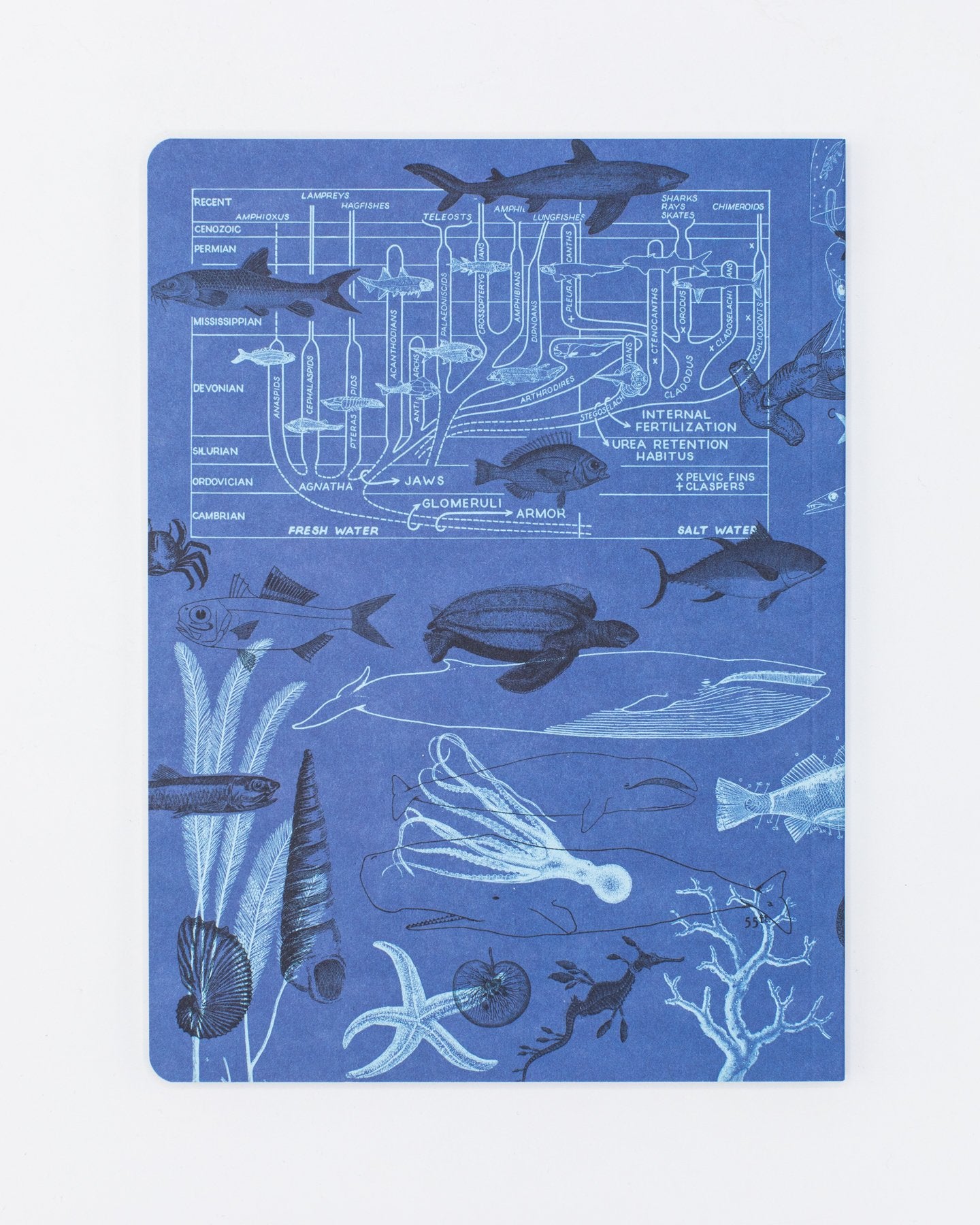 Marine Animals Softcover - Gefüttert