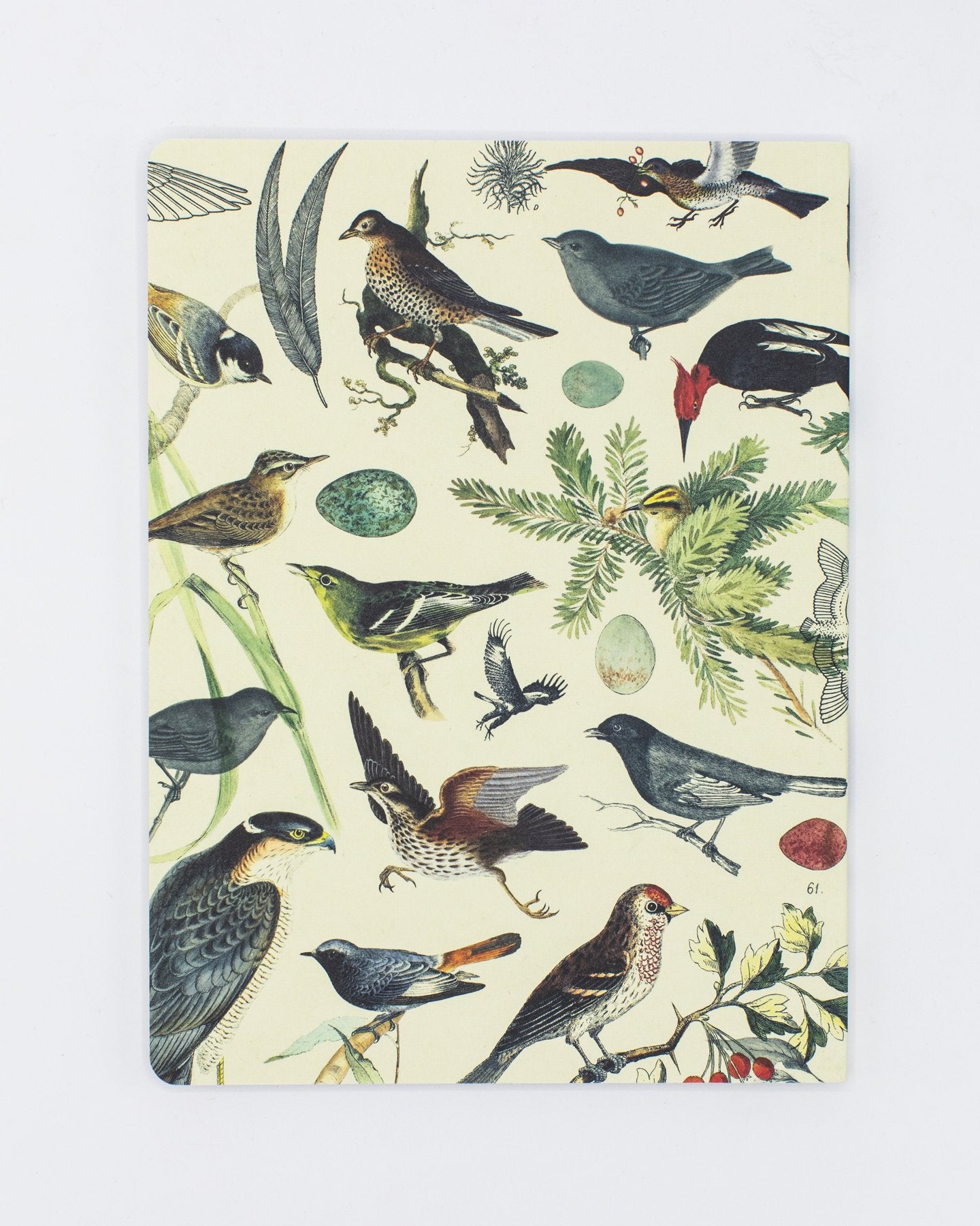 Ornithology: Birds Softcover Notebook - Dot Grid