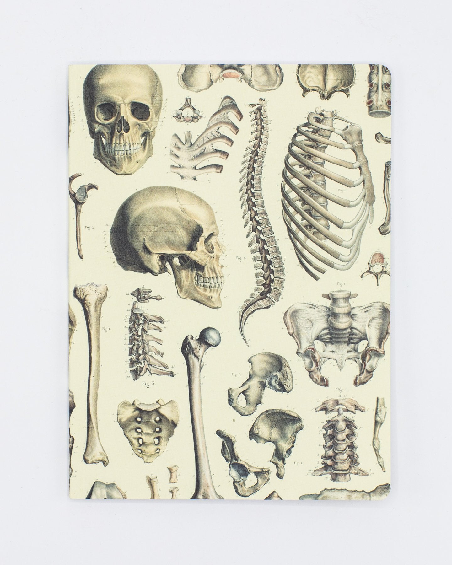 Skelettplatte 2 Softcover - Gefüttert