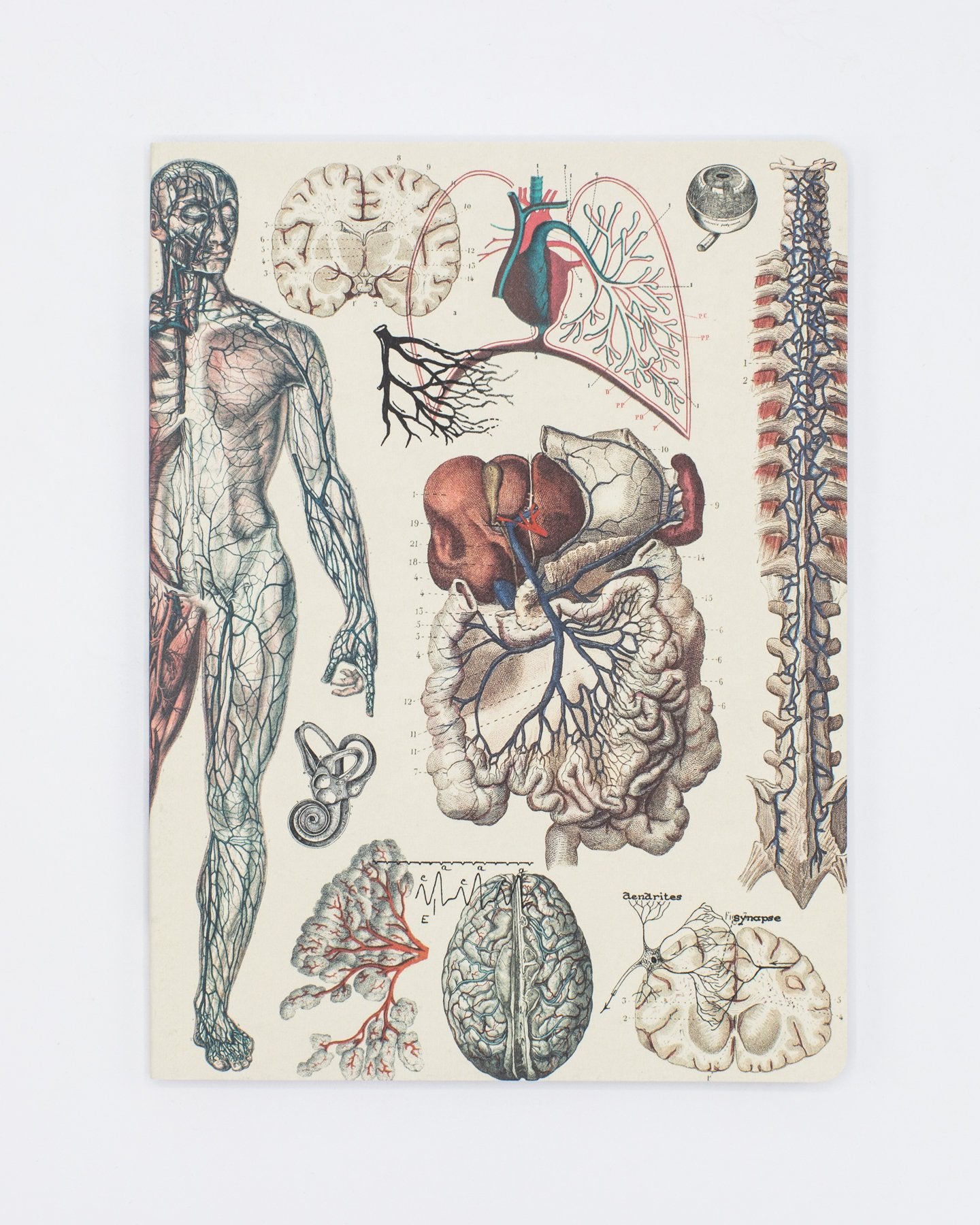 Anatomy: Vascular Softcover Notebook - Lined