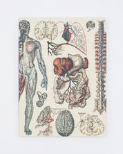 Anatomy: Vascular Softcover Notebook - Lined