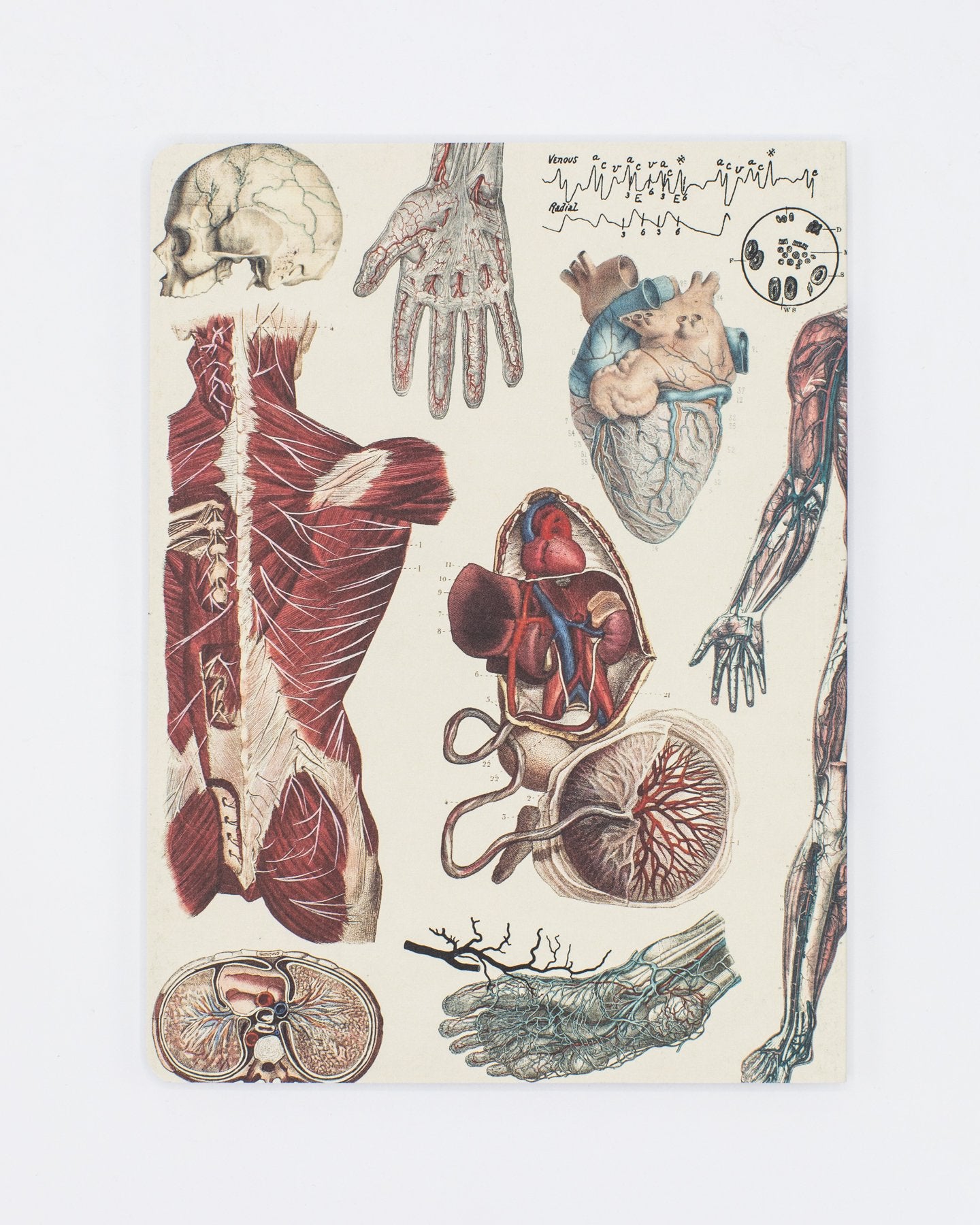 Anatomie: Vascular Softcover - Gefüttert