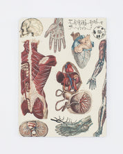 Anatomy: Vascular Softcover Notebook - Lined