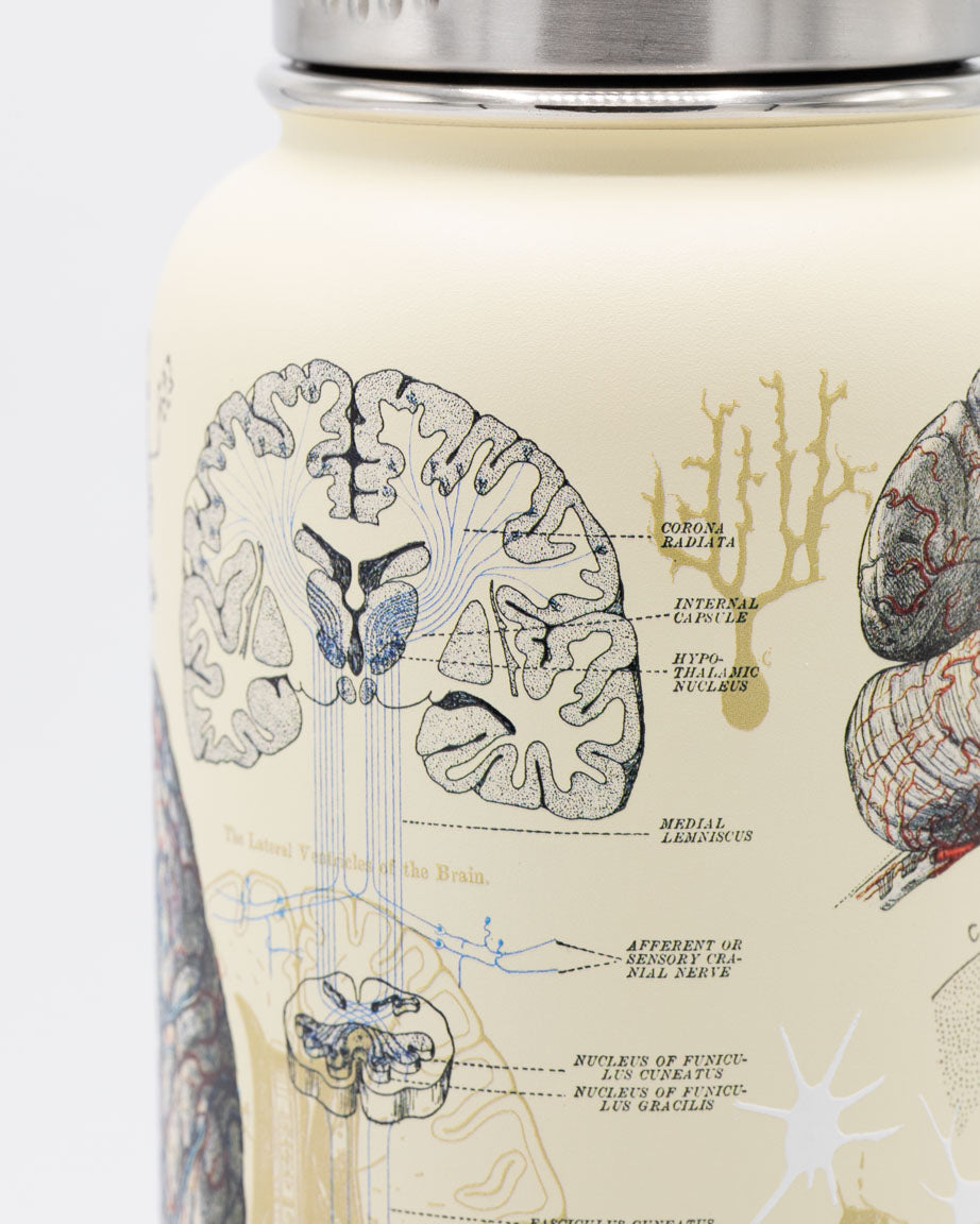 Brain & Neuroscience 950 mL Steel Bottle